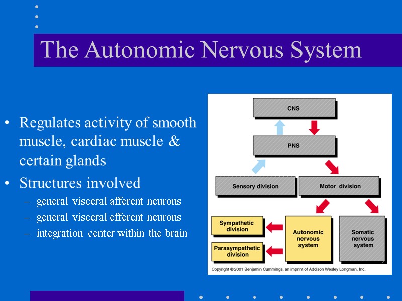 The Autonomic Nervous System Regulates activity of smooth muscle, cardiac muscle & certain glands